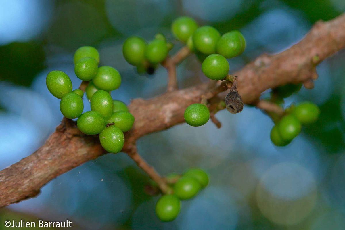 Geijera cauliflora fruit