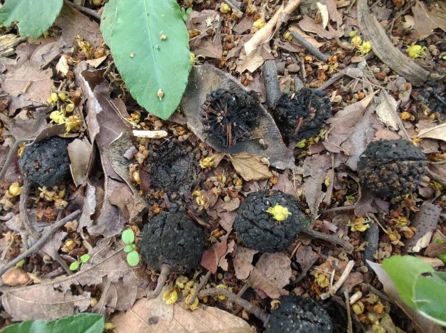 Cupania vernalis fruit