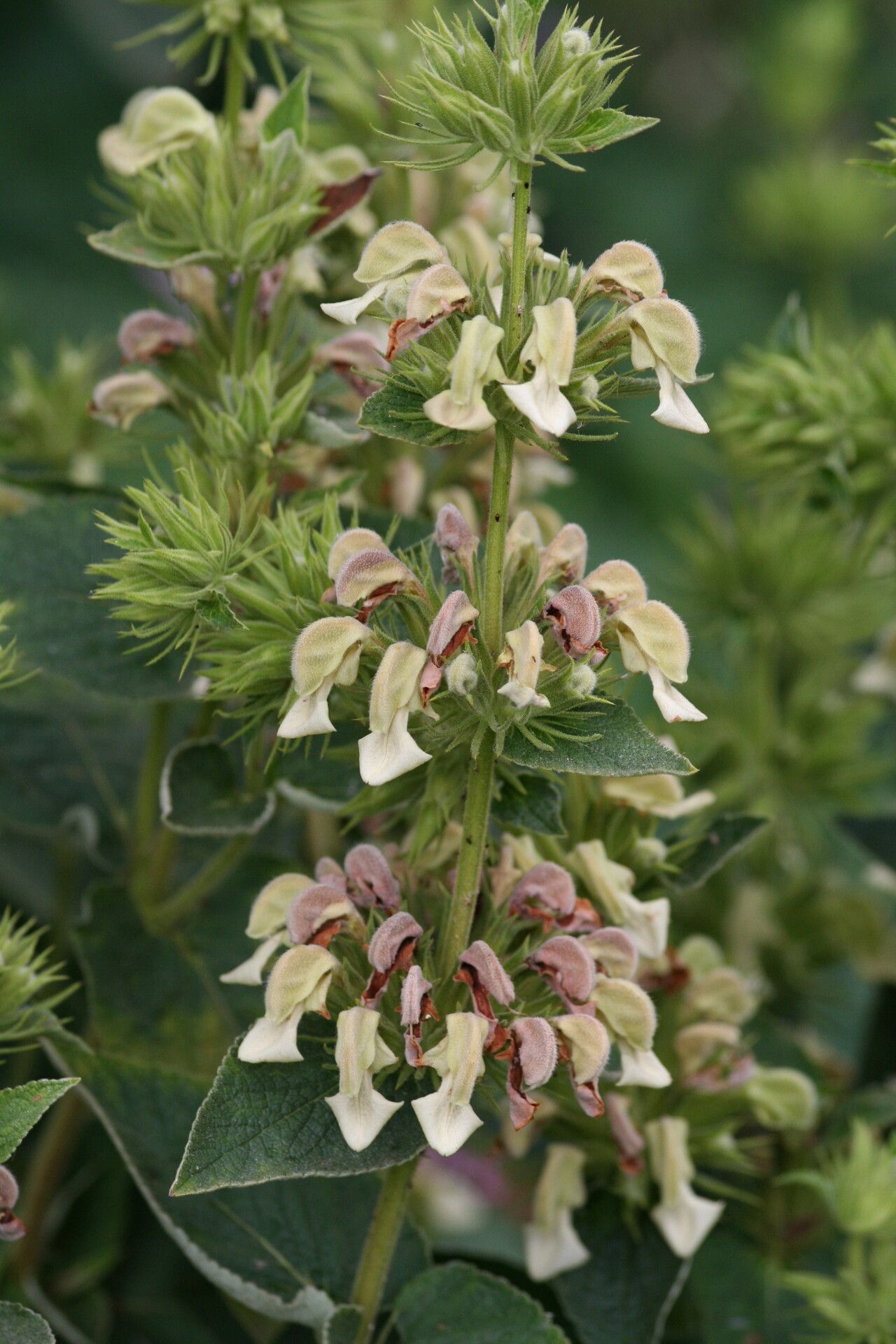 Phlomis samia flower
