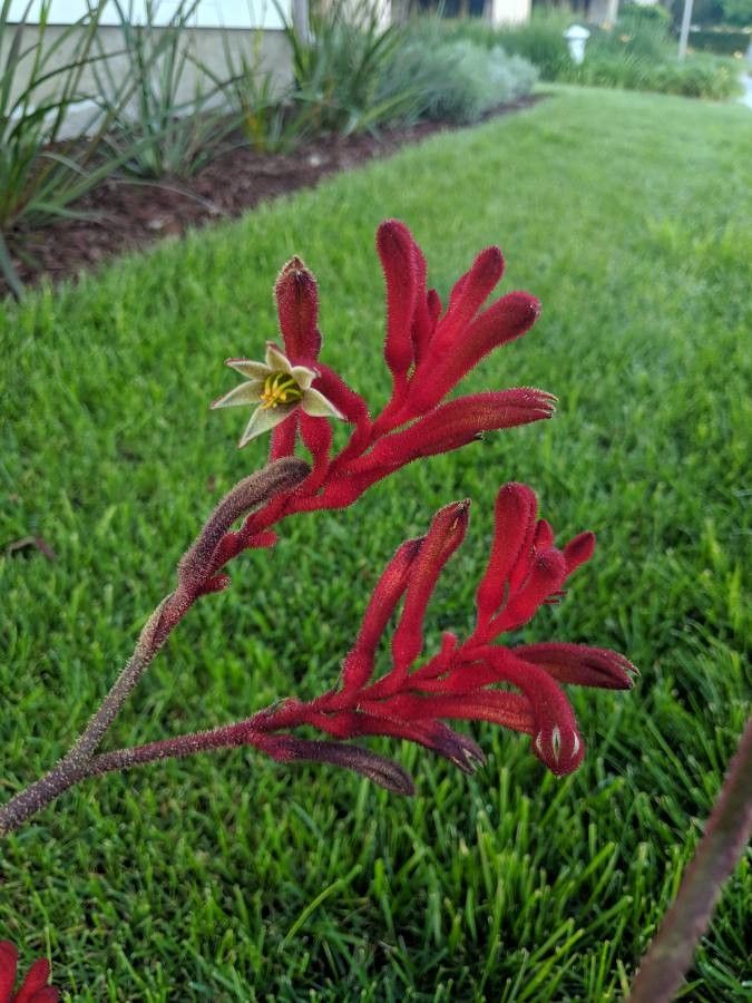 Anigozanthos spp. flower