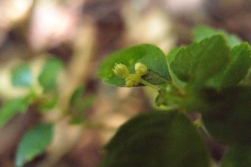 Pilea urticifolia flower
