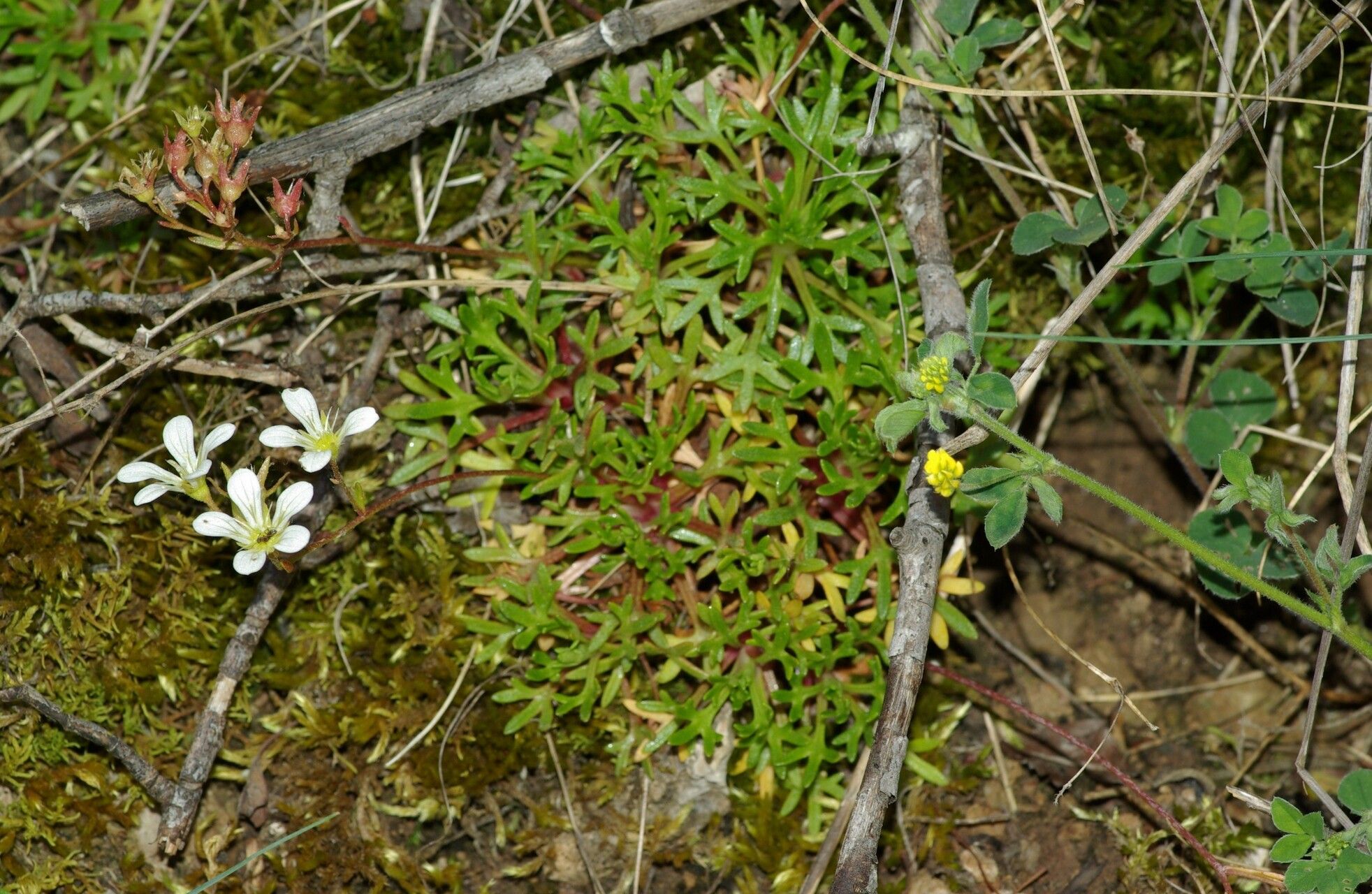 Saxifraga cuneata flower