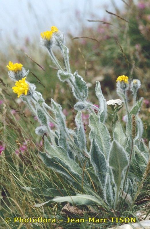 Hieracium monregalense habit