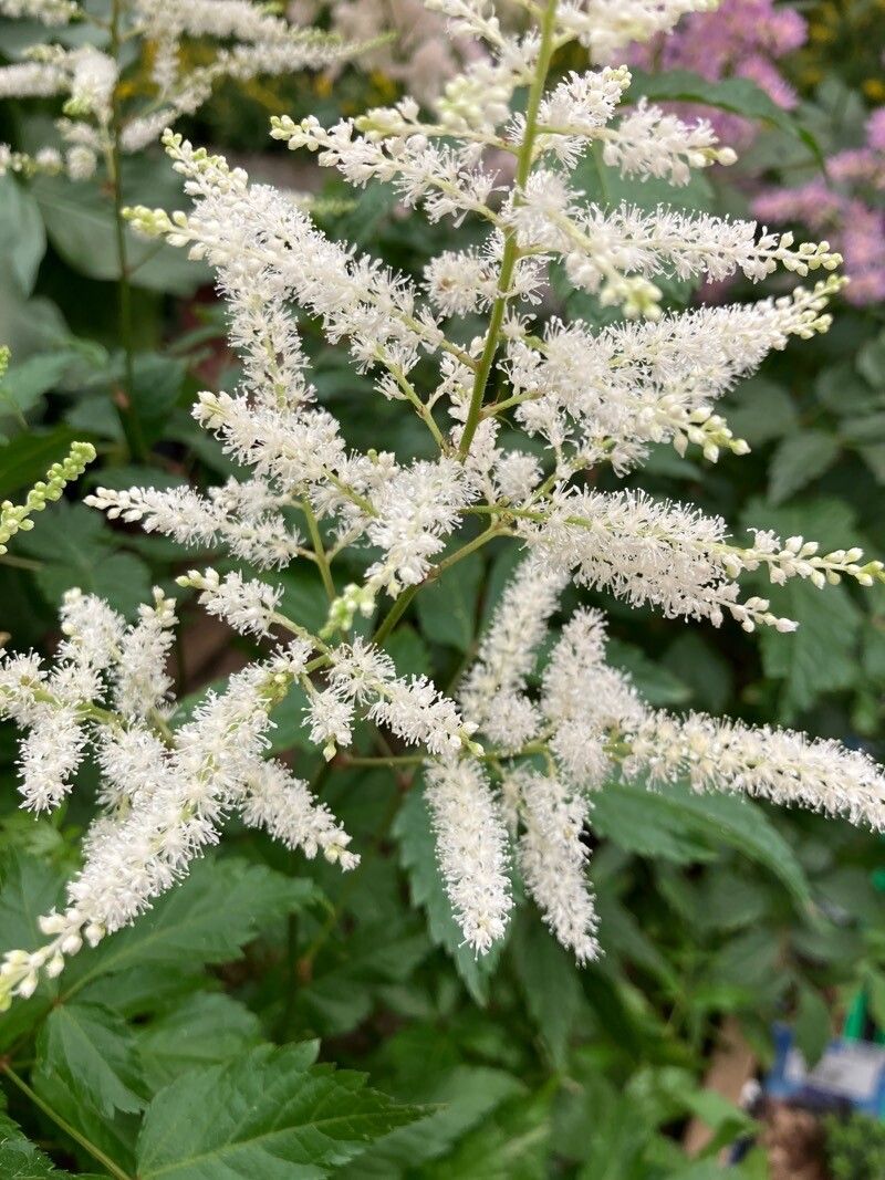 Astilbe spp. flower