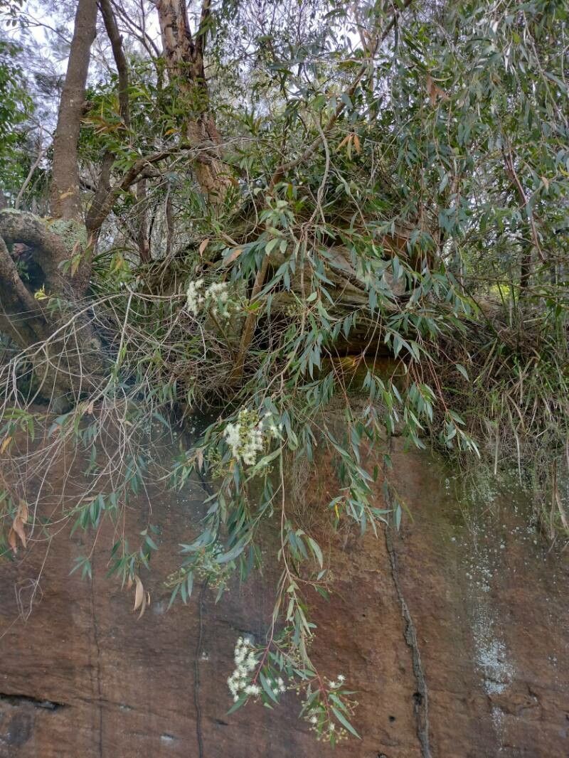 Angophora crassifolia habit