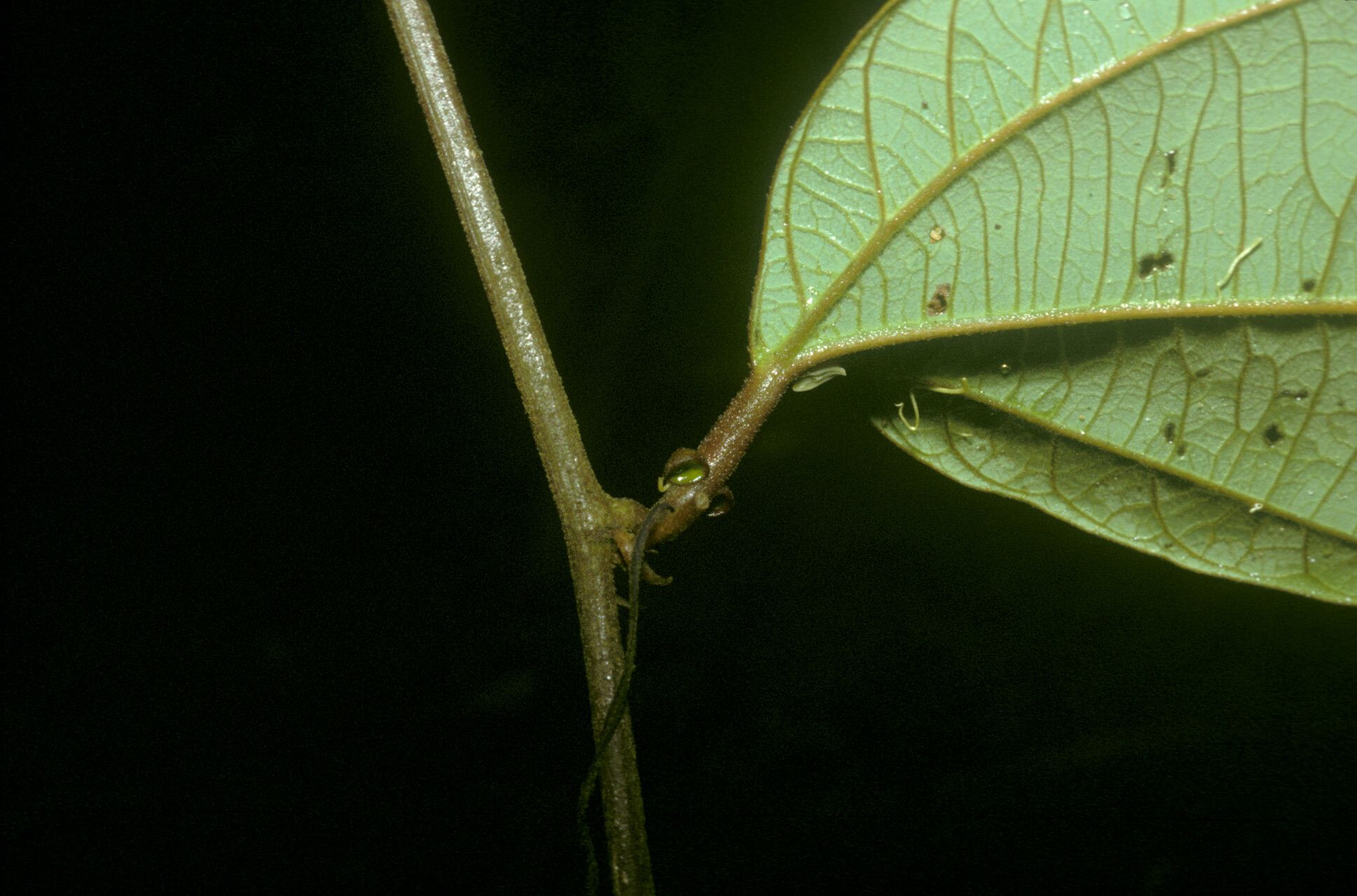 Passiflora rufa — houseplant care guide