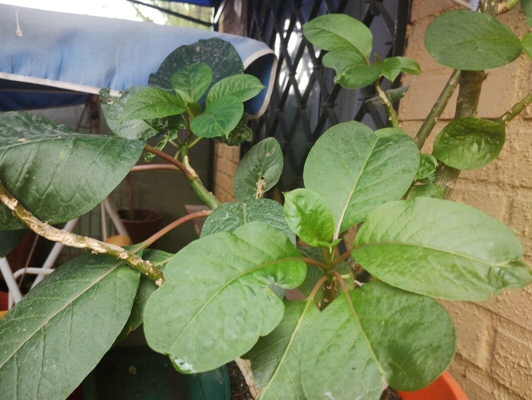Amaranthus tortuosus flower