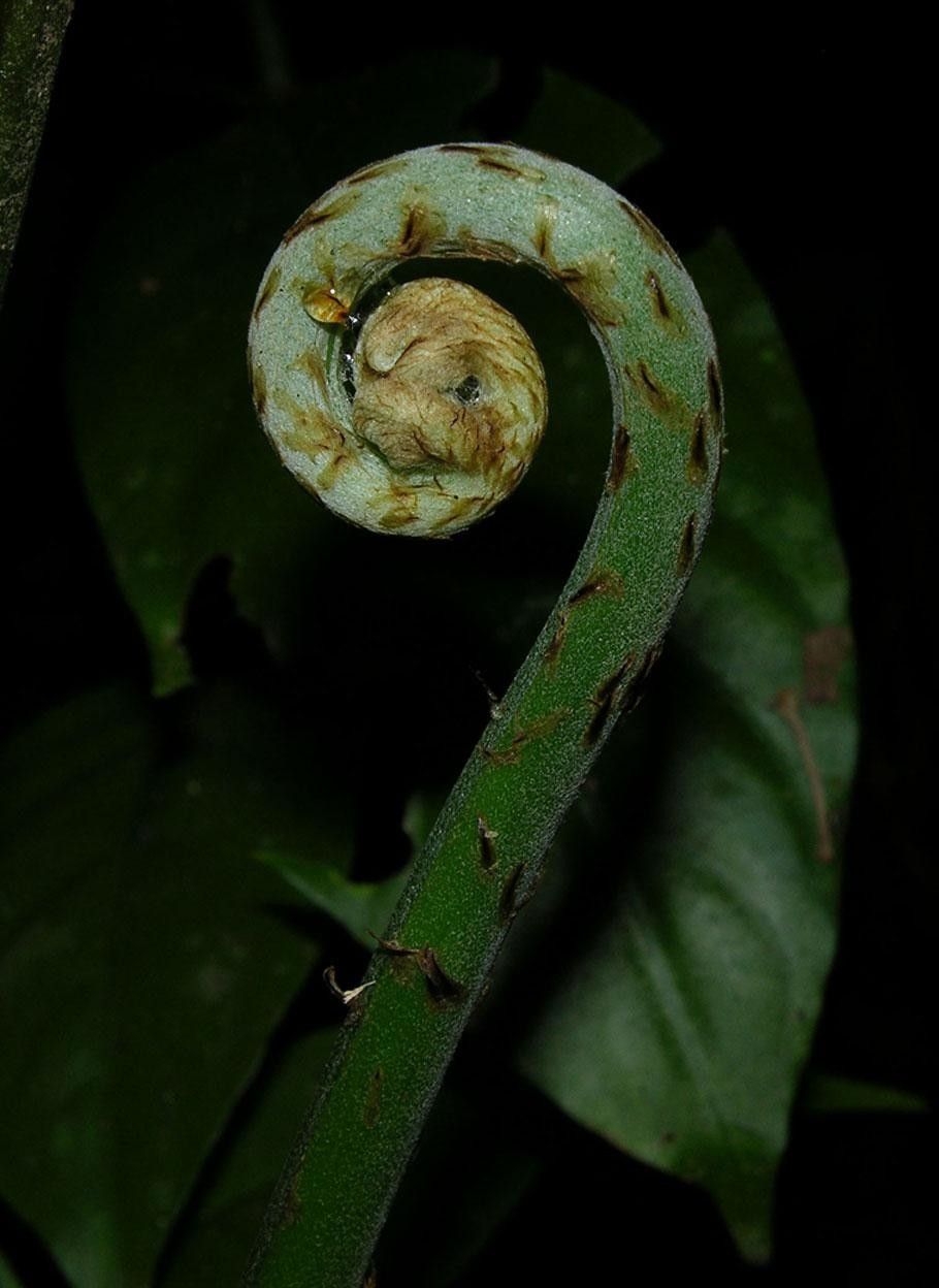 Pteris altissima fruit