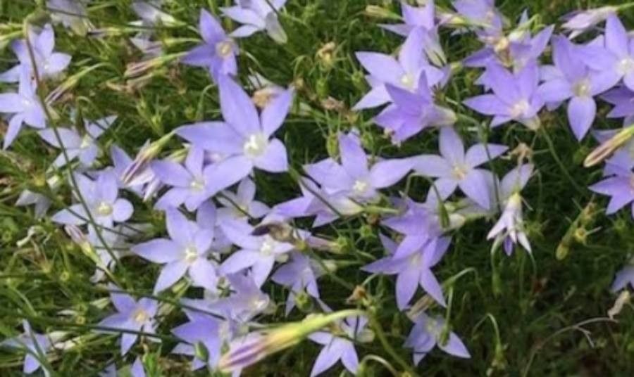 Wahlenbergia capillaris flower