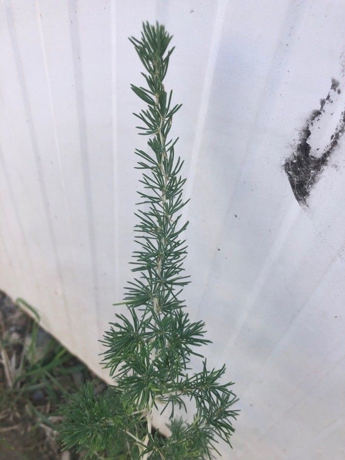 Asparagus albus leaf