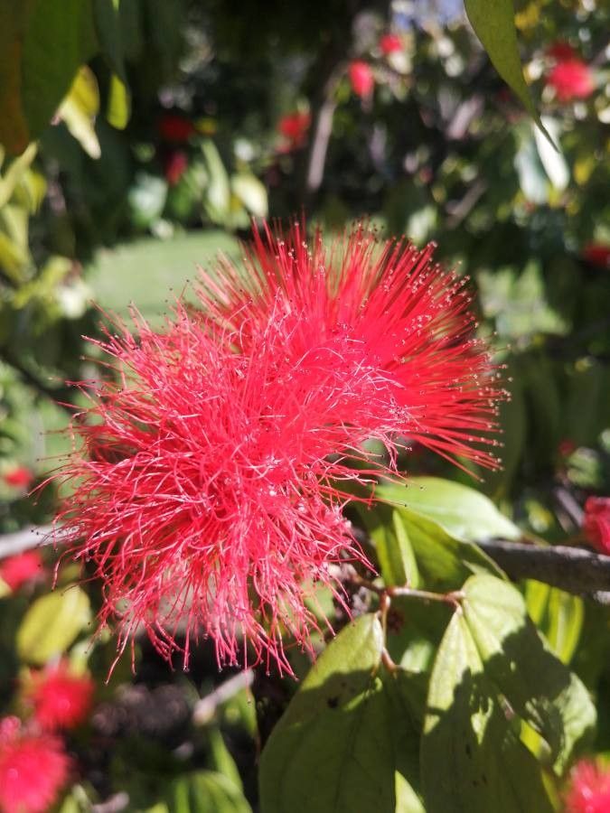 Calliandra pittieri — houseplant care guide