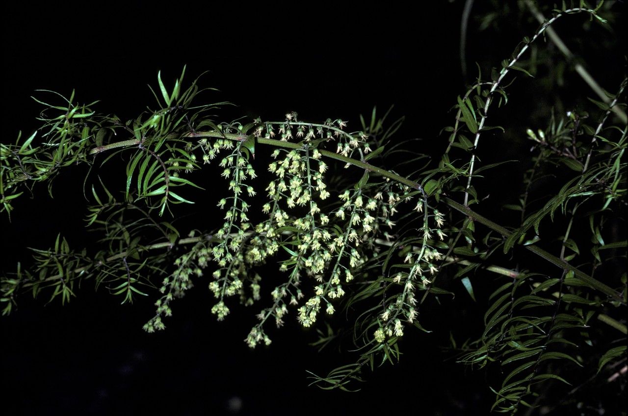 Coriaria plumosa — houseplant care guide