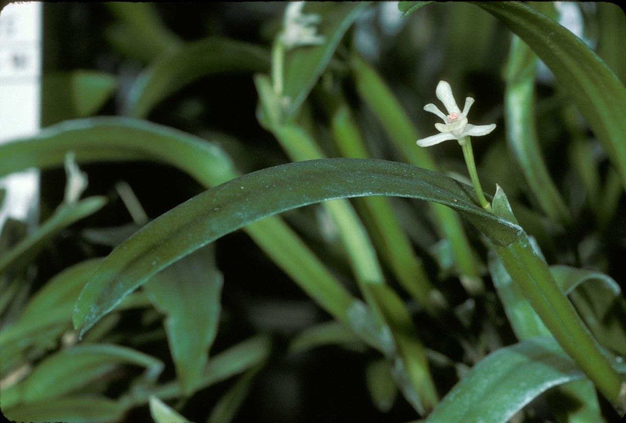 Dendrobium danipense — houseplant care guide