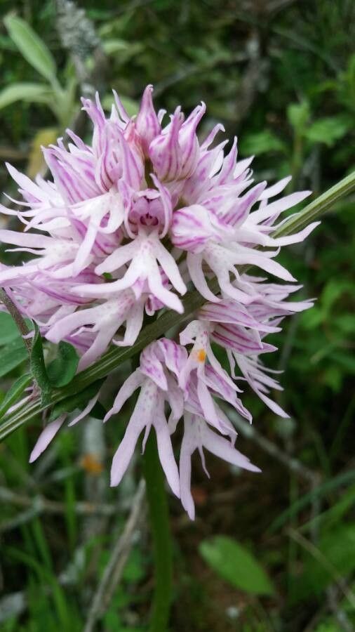 Orchis italica flower
