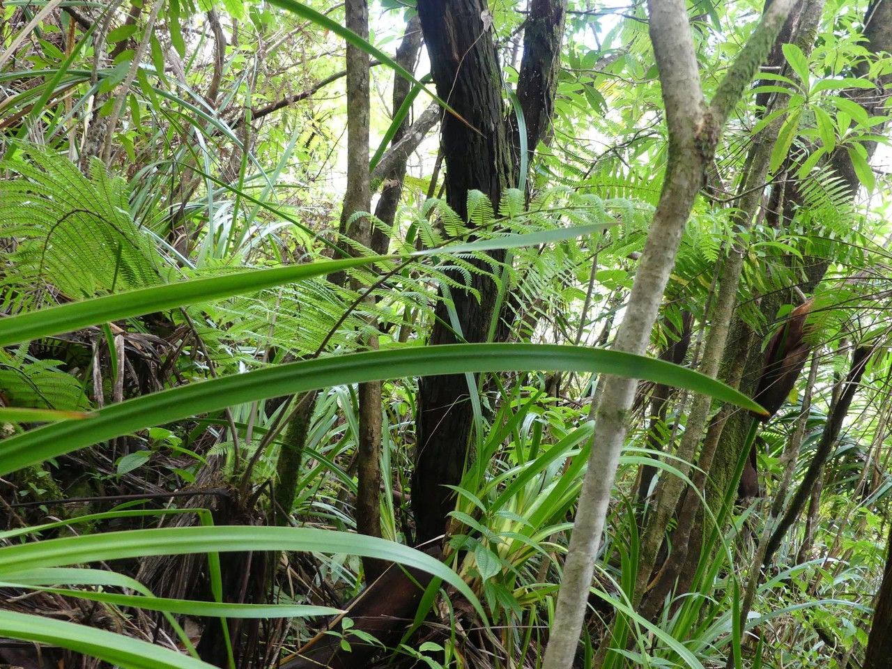 Machaerina iridifolia — related species from the same genus