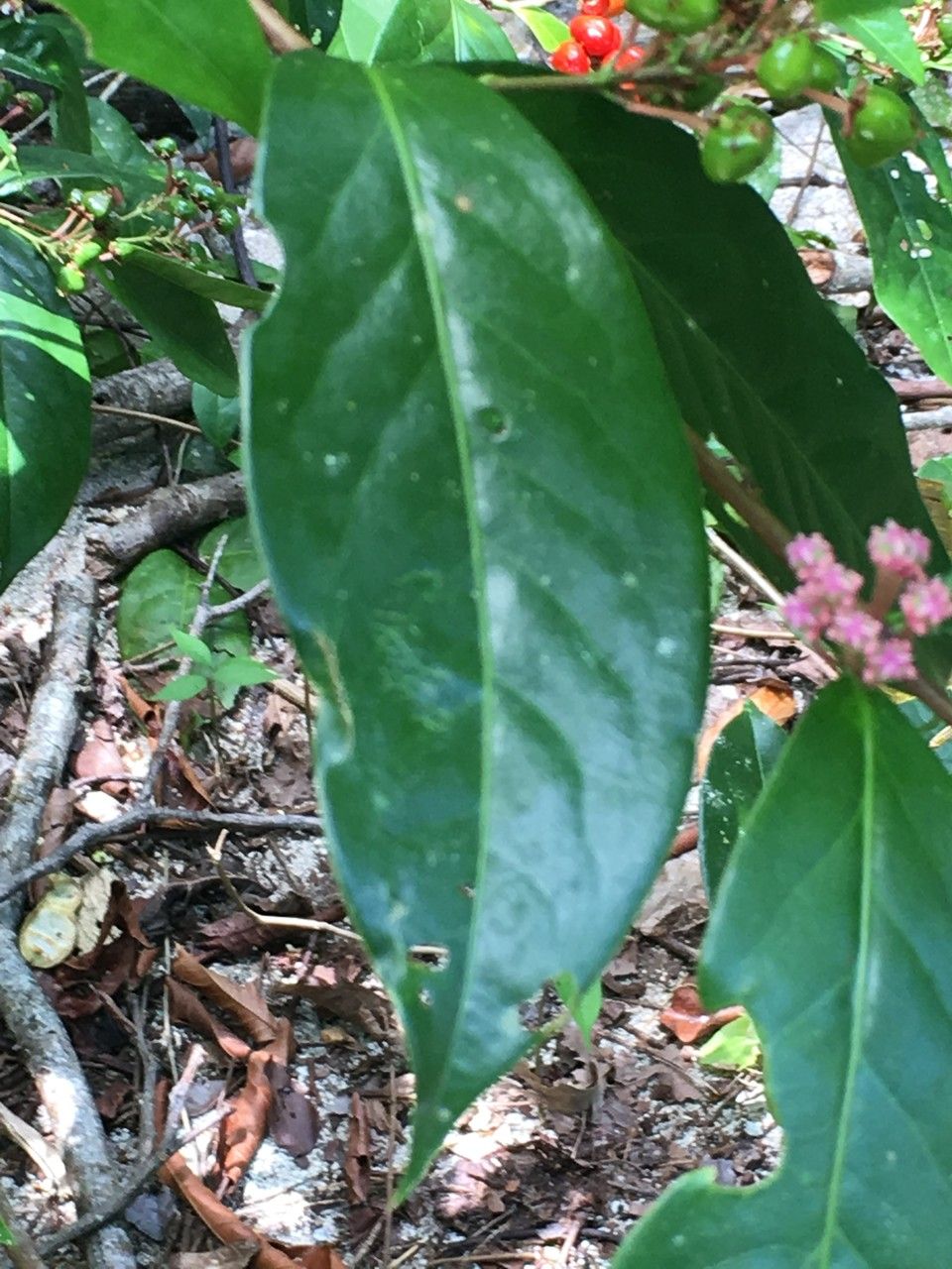 Malpighia glabra leaf