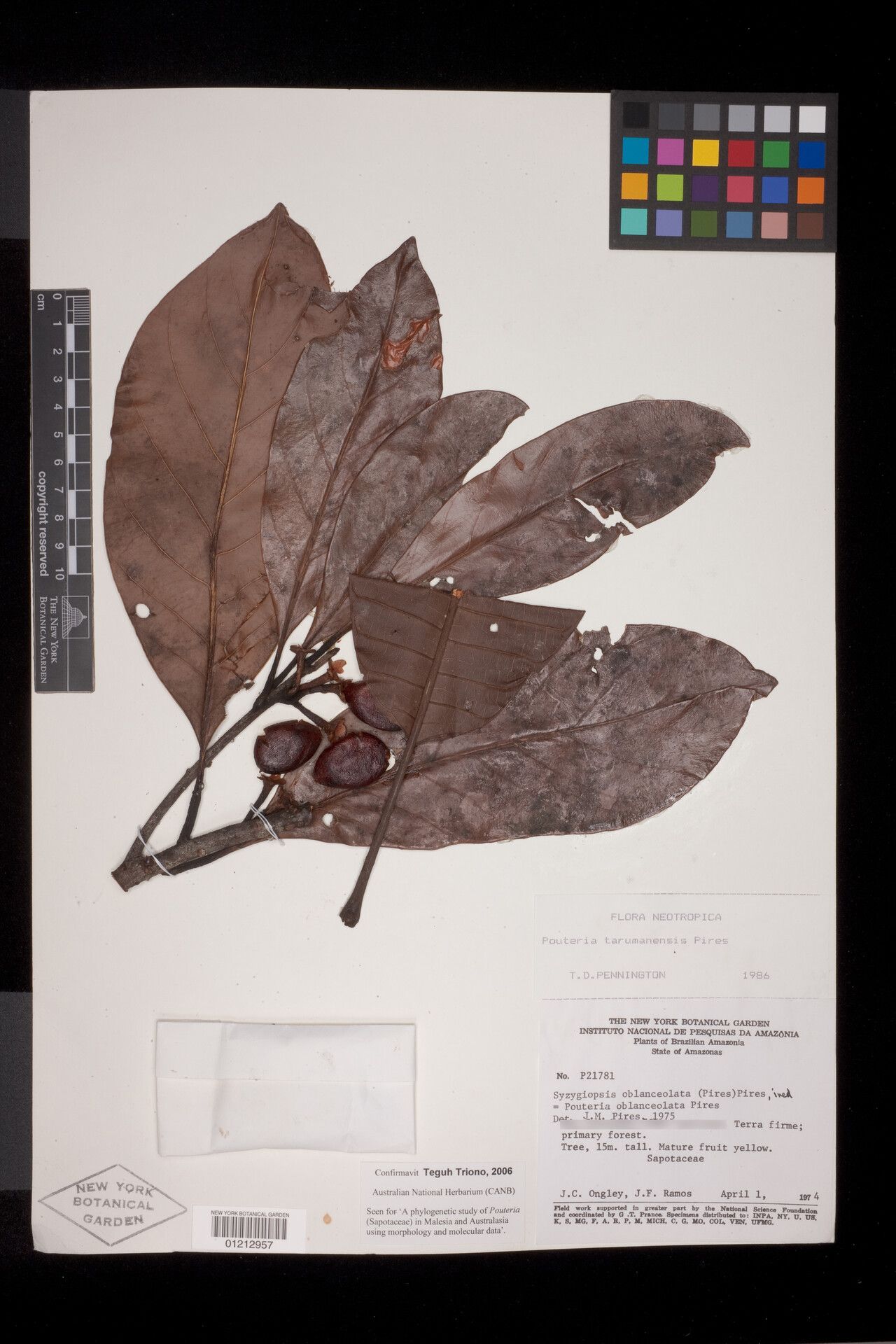 Pouteria tarumanensis fruit