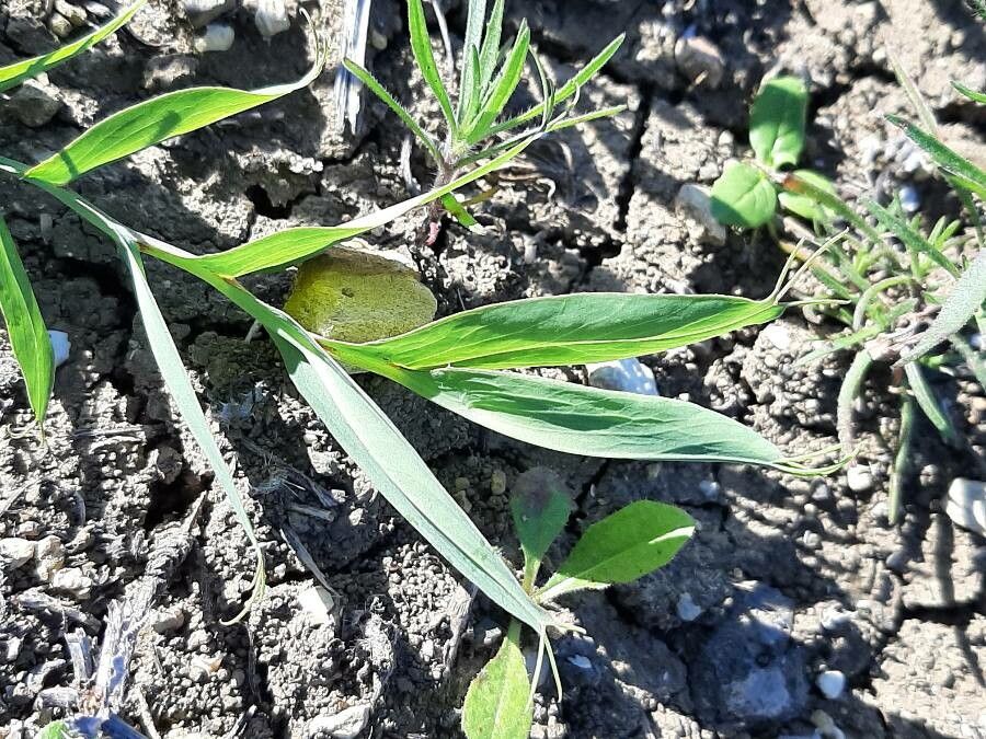 Lathyrus ochrus leaf
