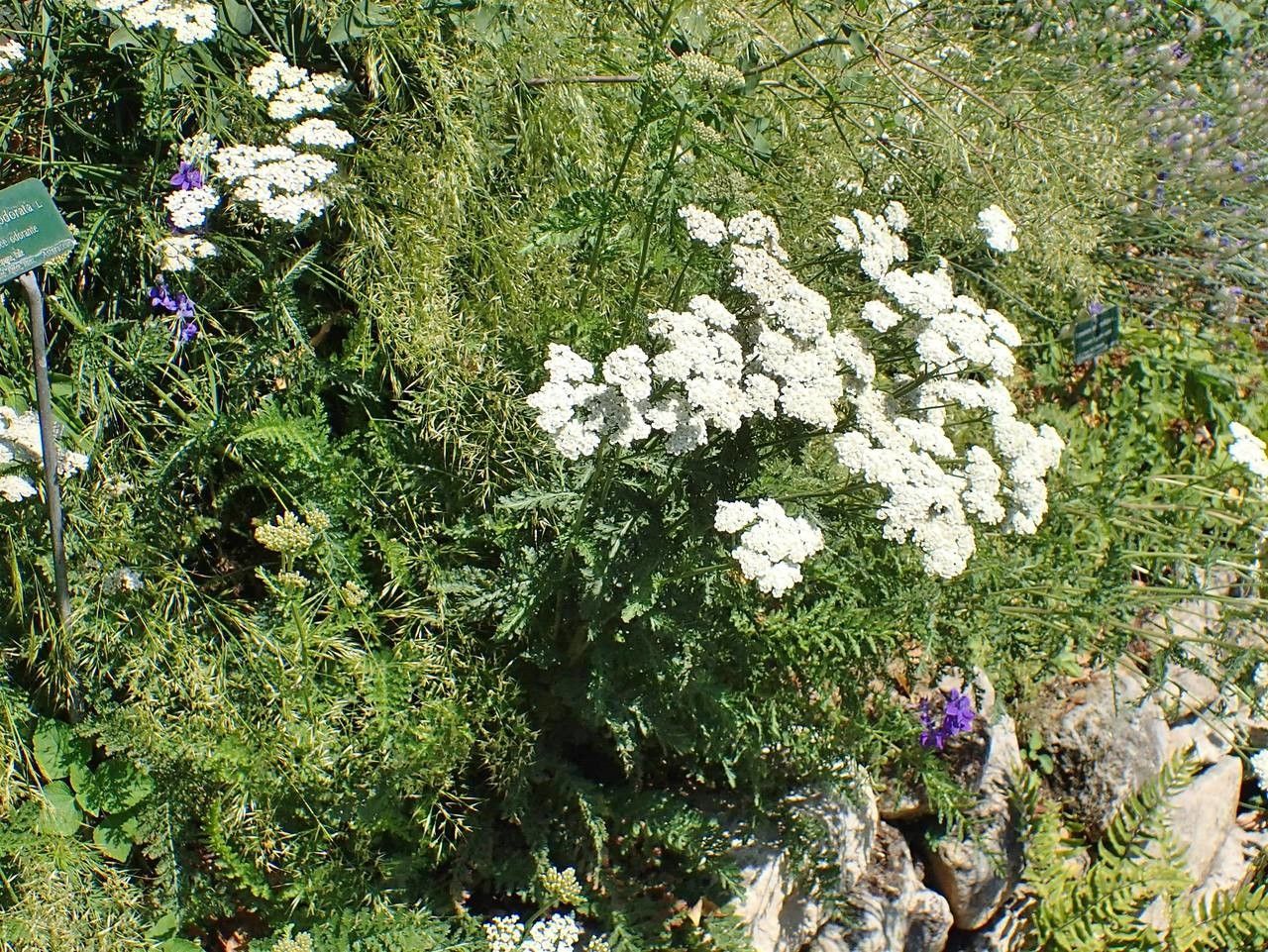 Achillea odorata bark