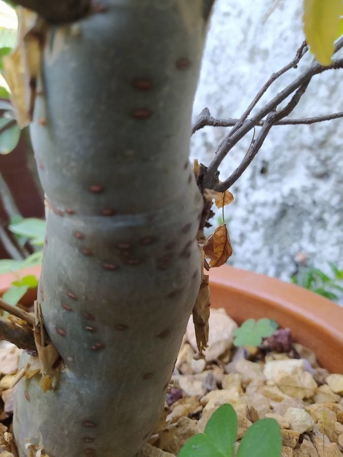 Bursera microphylla bark