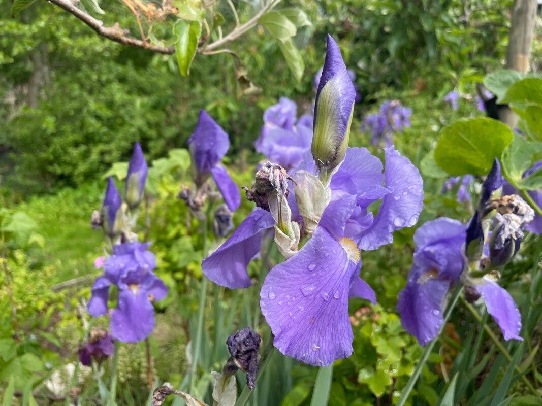 Iris pallida fruit