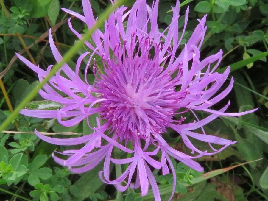 Centaurea jacea flower