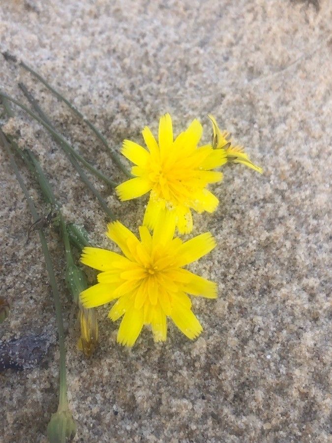 Hieracium eriophorum flower