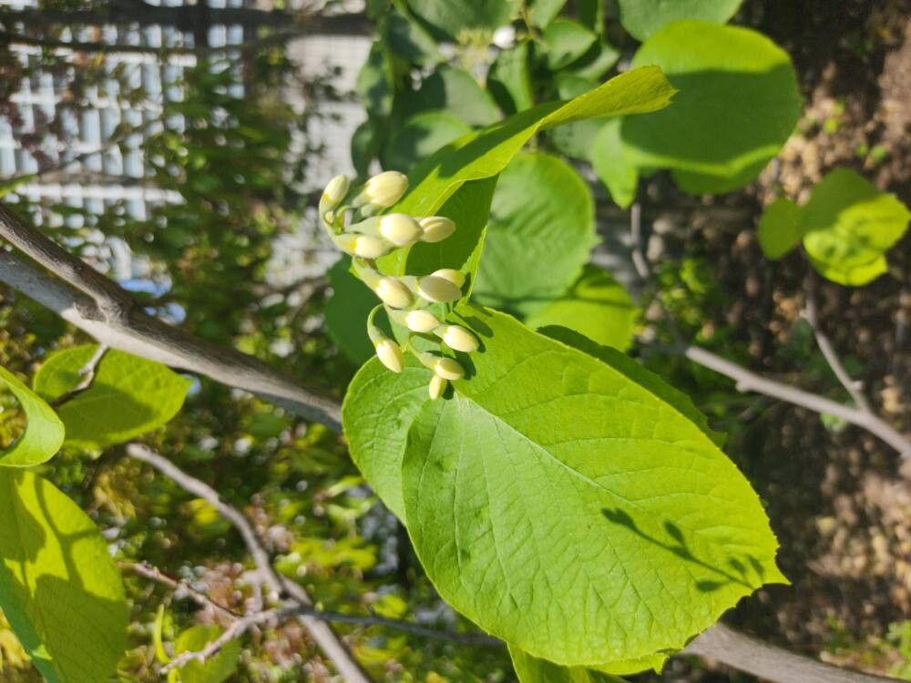 Styrax obassis flower