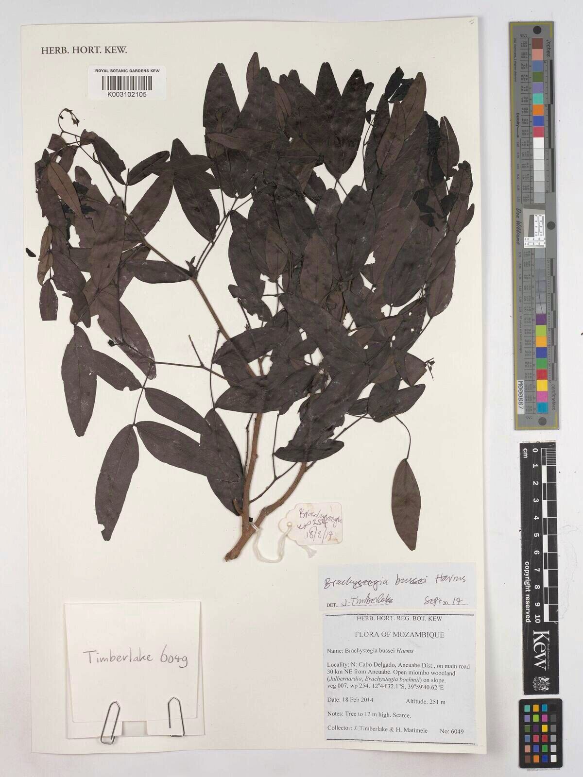 Brachystegia bussei — related species from the same genus