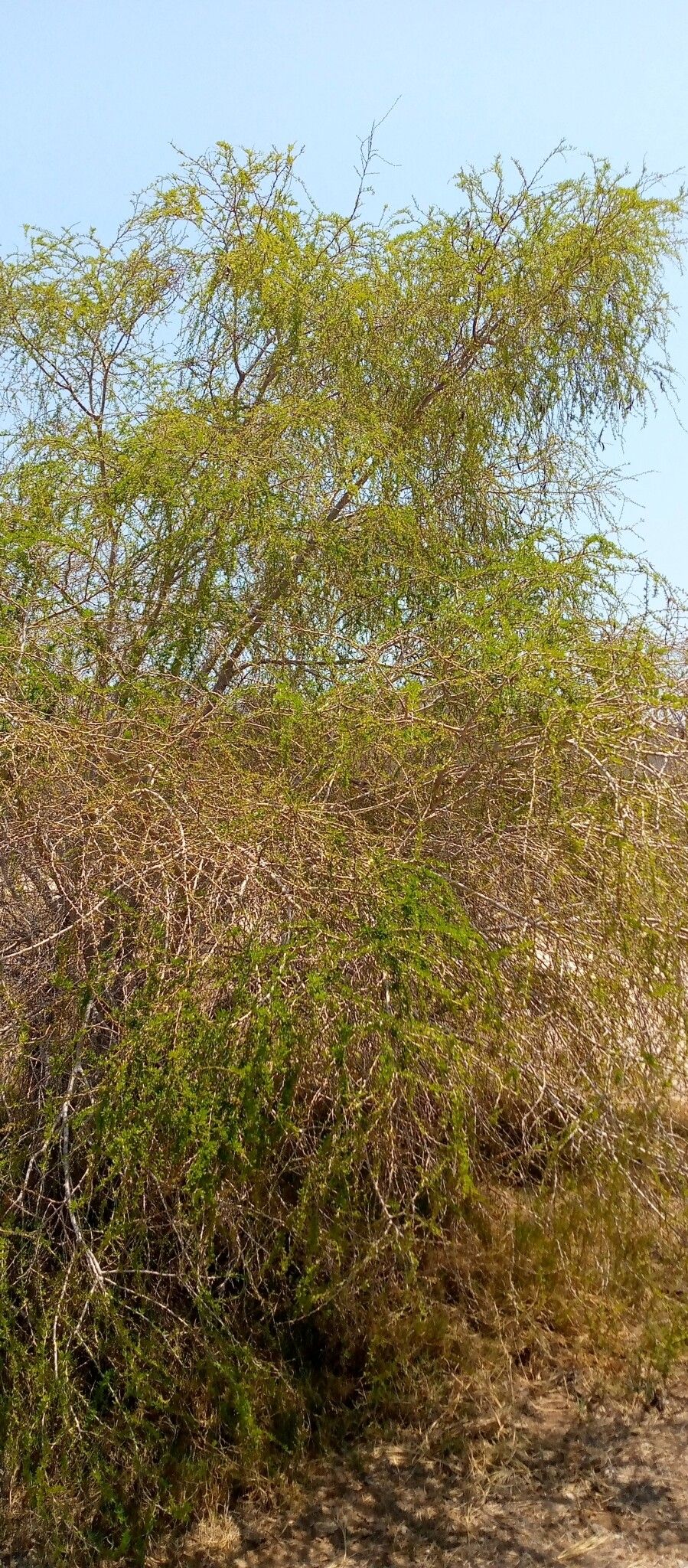 Vachellia bellula habit