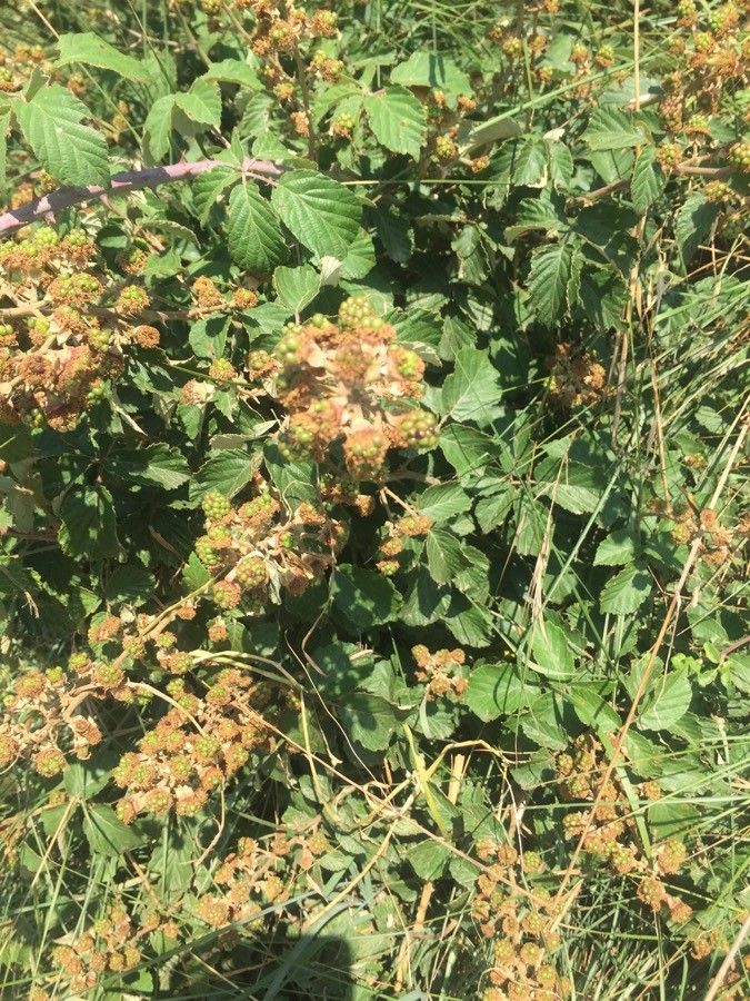Holodiscus discolor fruit