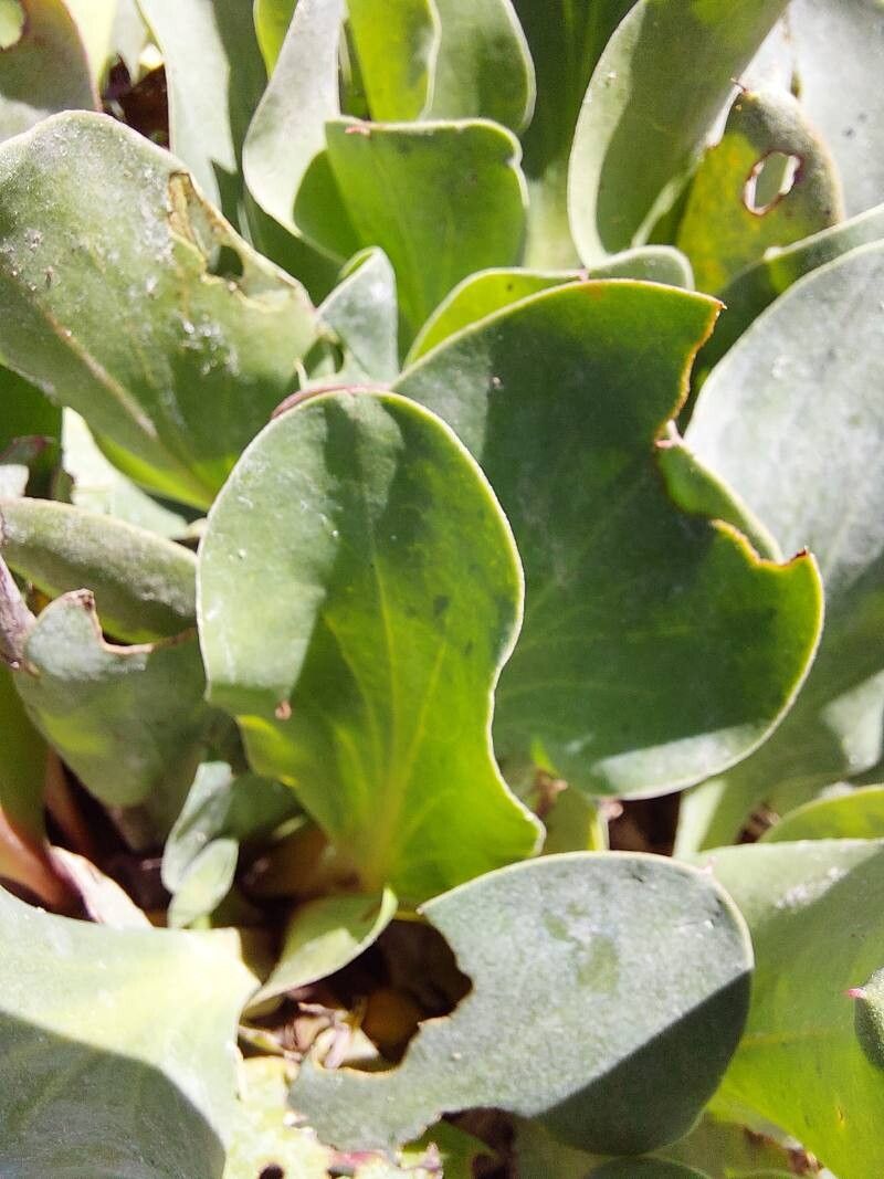 Limonium dufourii — houseplant care guide