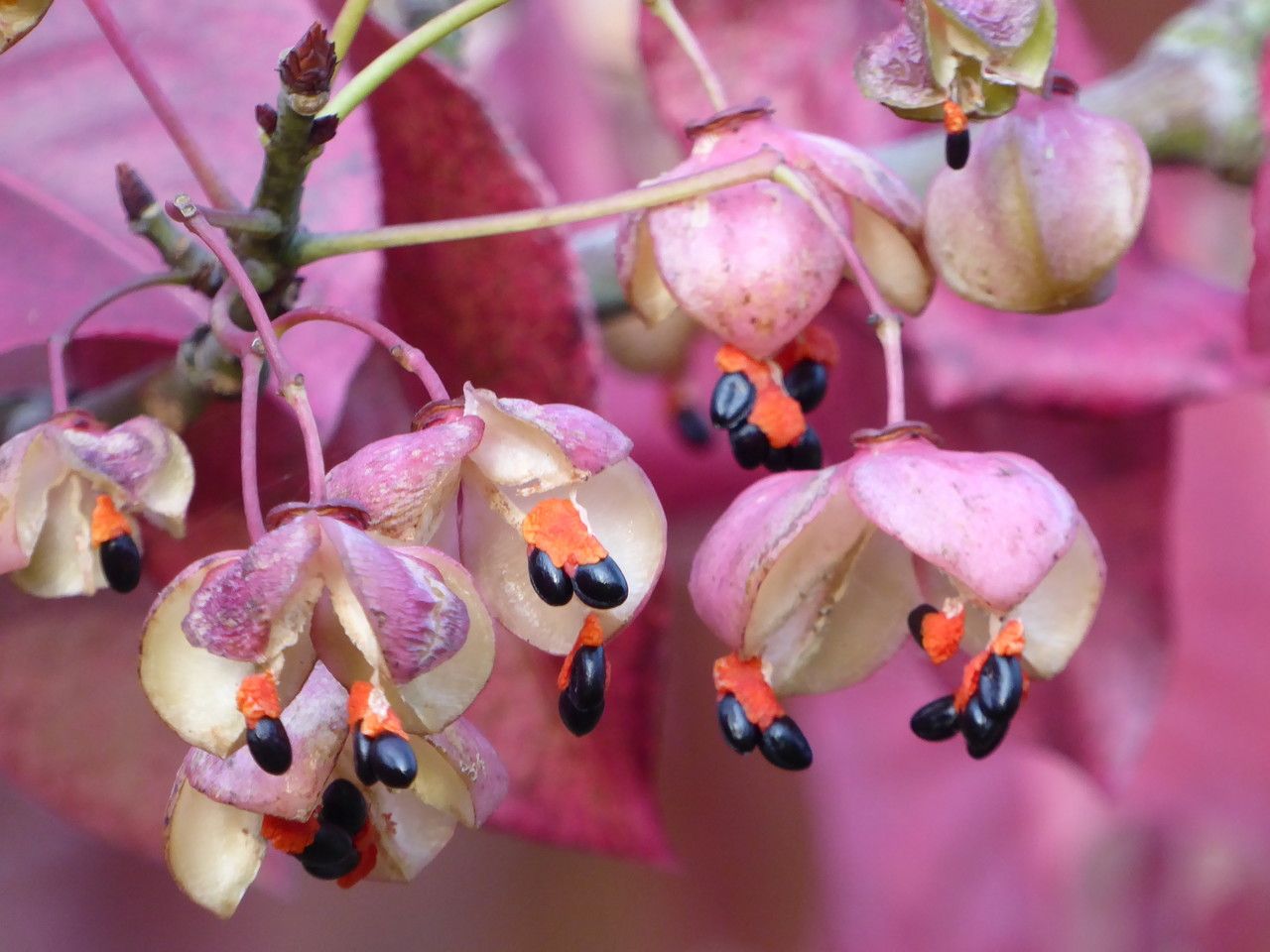 Euonymus carnosus fruit