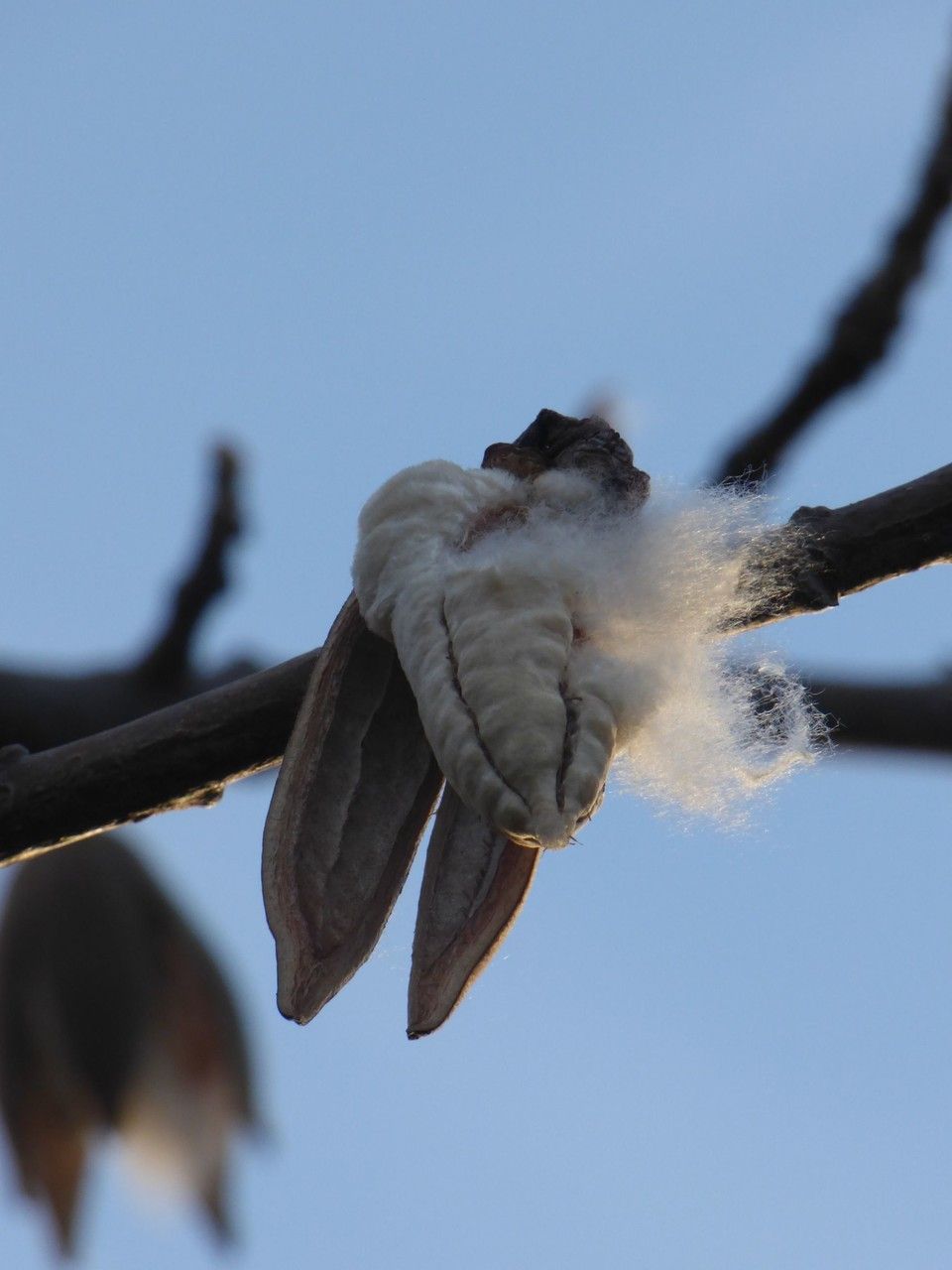 Bombax ceiba fruit