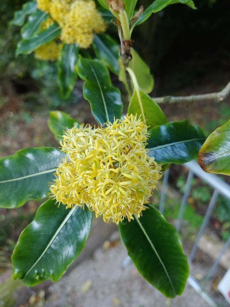 Pittosporum eugenioides flower