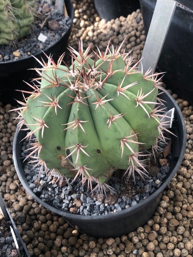 Melocactus zehntneri — houseplant care guide