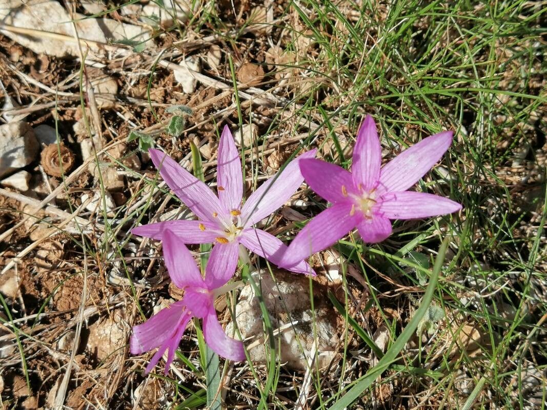 Colchicum peloponnesiacum — houseplant care guide