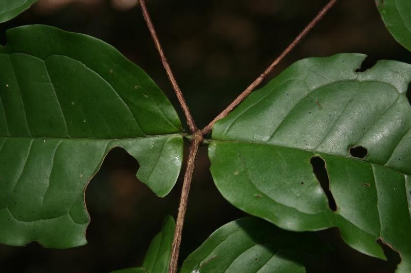 Mouriri sagotiana other