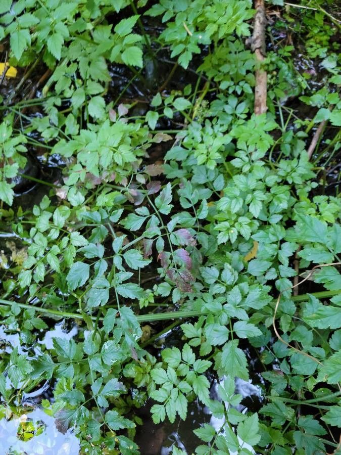 Oenanthe sarmentosa leaf