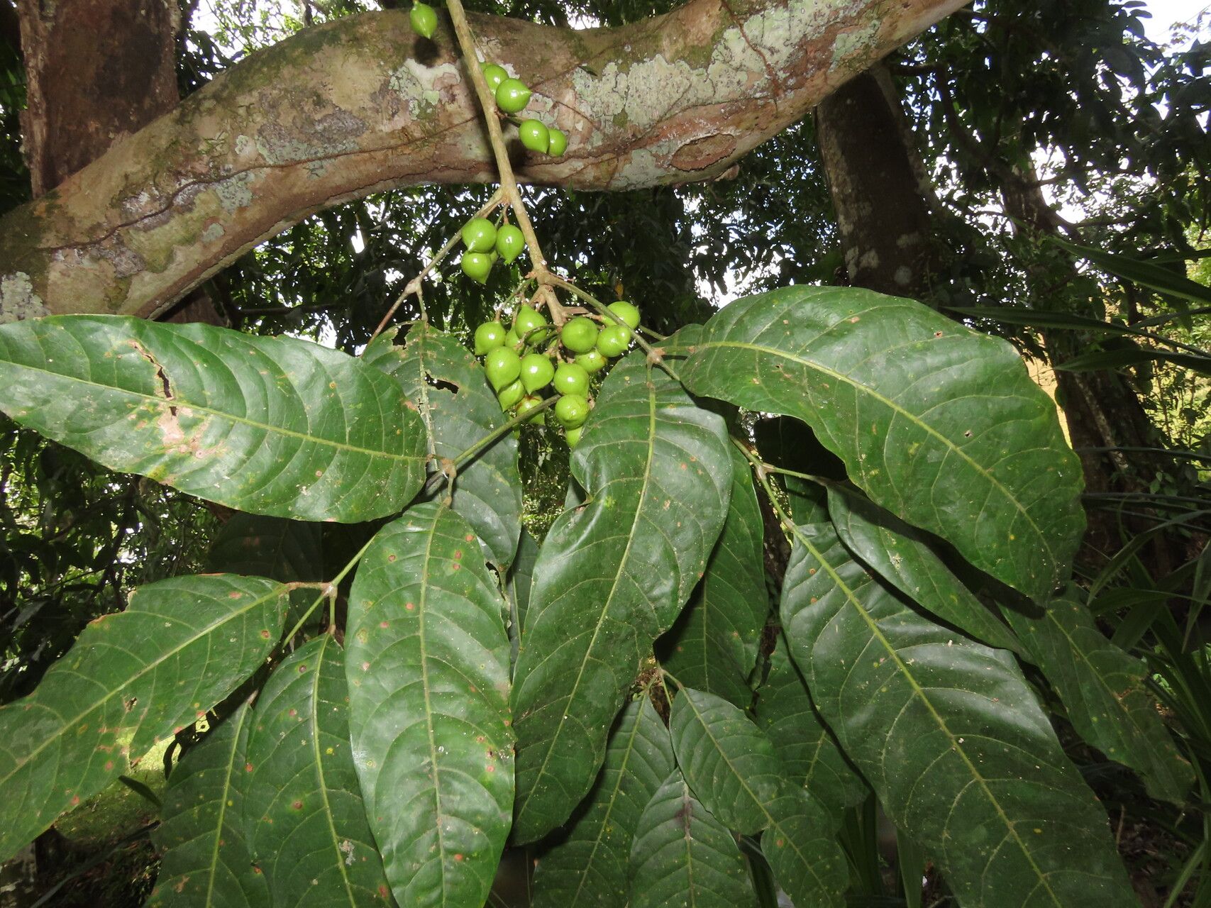 Protium panamense — search result for 'Burseraceae'