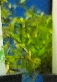 Micranthemum micranthemoides bark