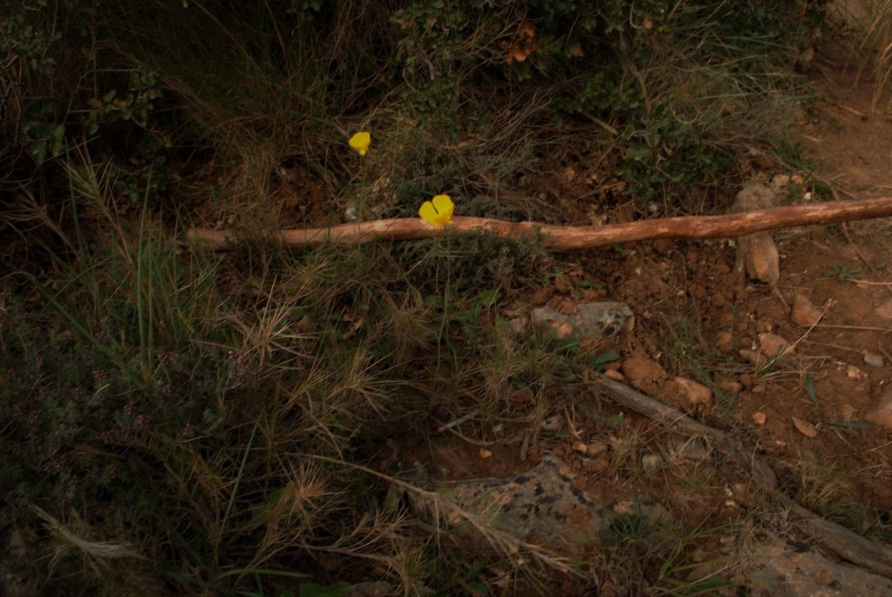 Eschscholzia lobbii habit