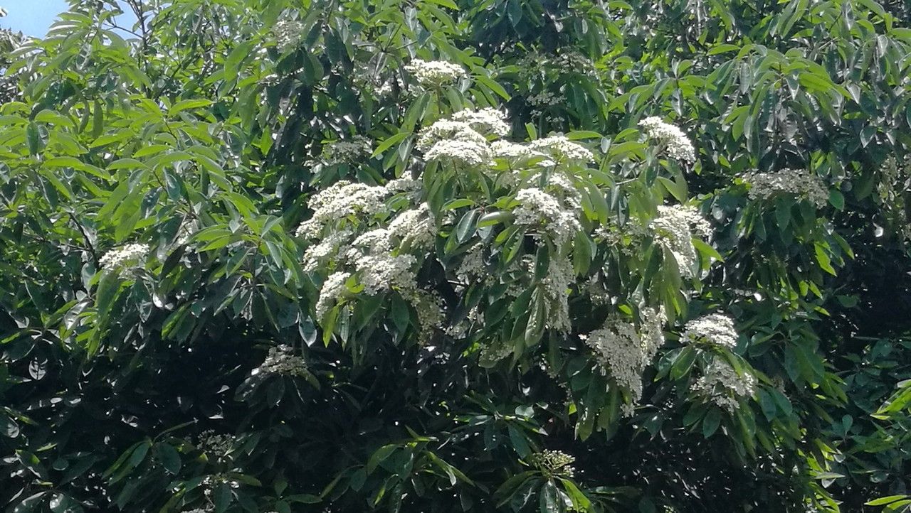 Photinia davidiana flower