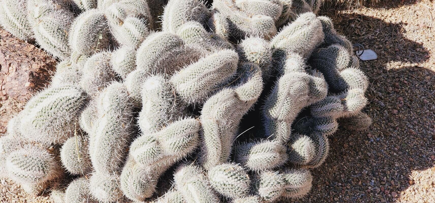 Mammillaria pottsii leaf