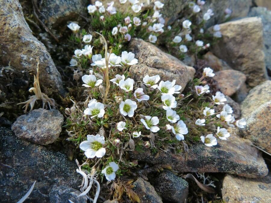 Minuartia macrocarpa — houseplant care guide