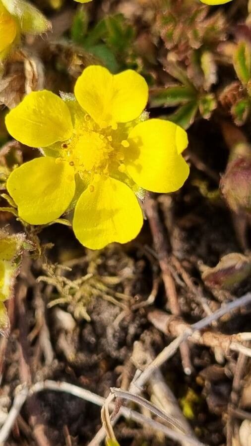 Potentilla pusilla flower