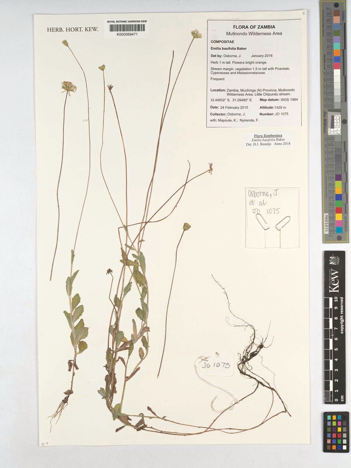 Emilia basifolia — search result for 'Emilia'