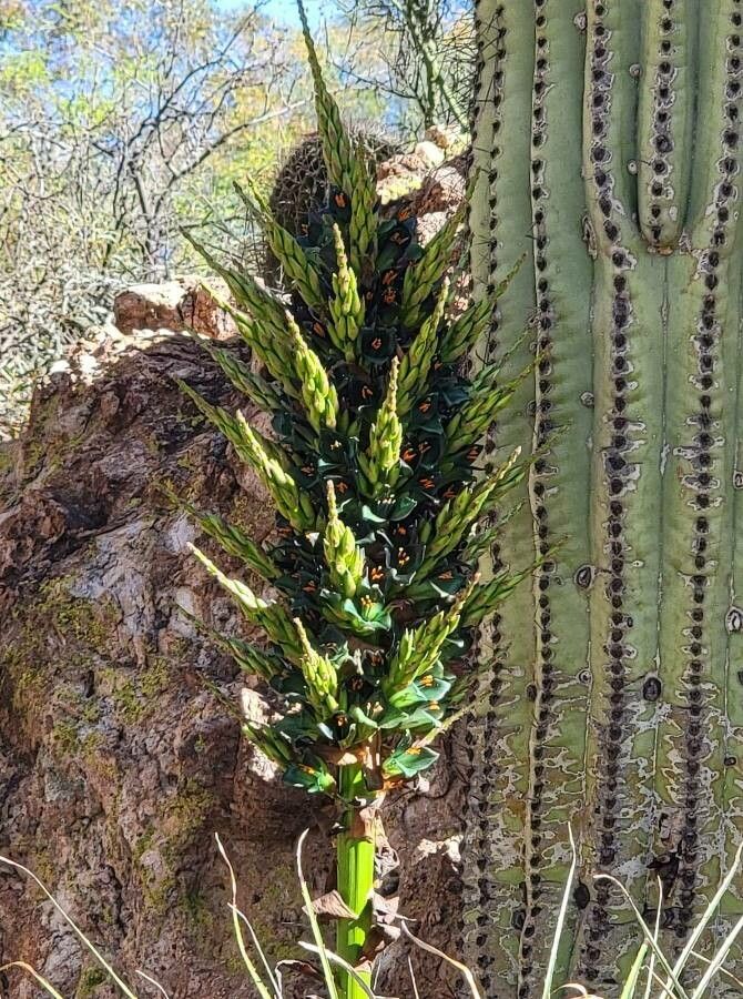 Puya berteroniana flower