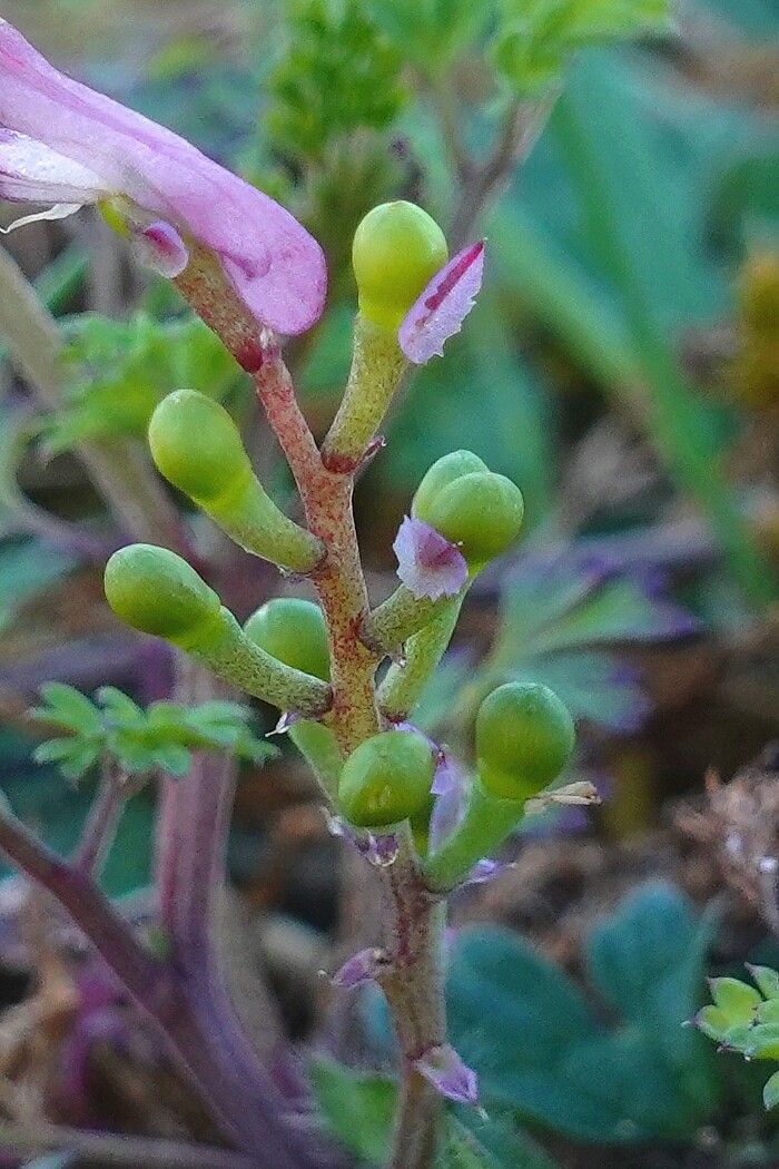 Fumaria officinalis fruit