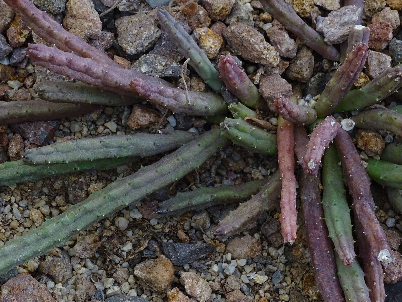 Huernia pendula bark